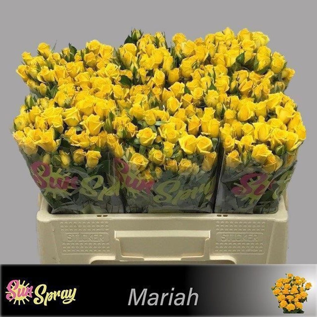 Срезанные цветы оптом Rosa spray mariah от 80шт из Голландии с доставкой по России