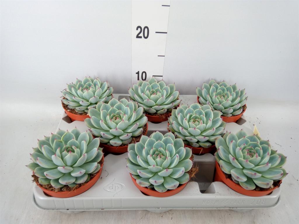 Горшечные цветы и растения оптом Echeveria   ... от 8шт' из Голландии с доставкой по России