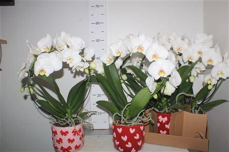 Горшечные цветы и растения оптом Phal El Mirror White 2 Branches 16+in Keramiek Pot от 5шт из Голландии с доставкой по России