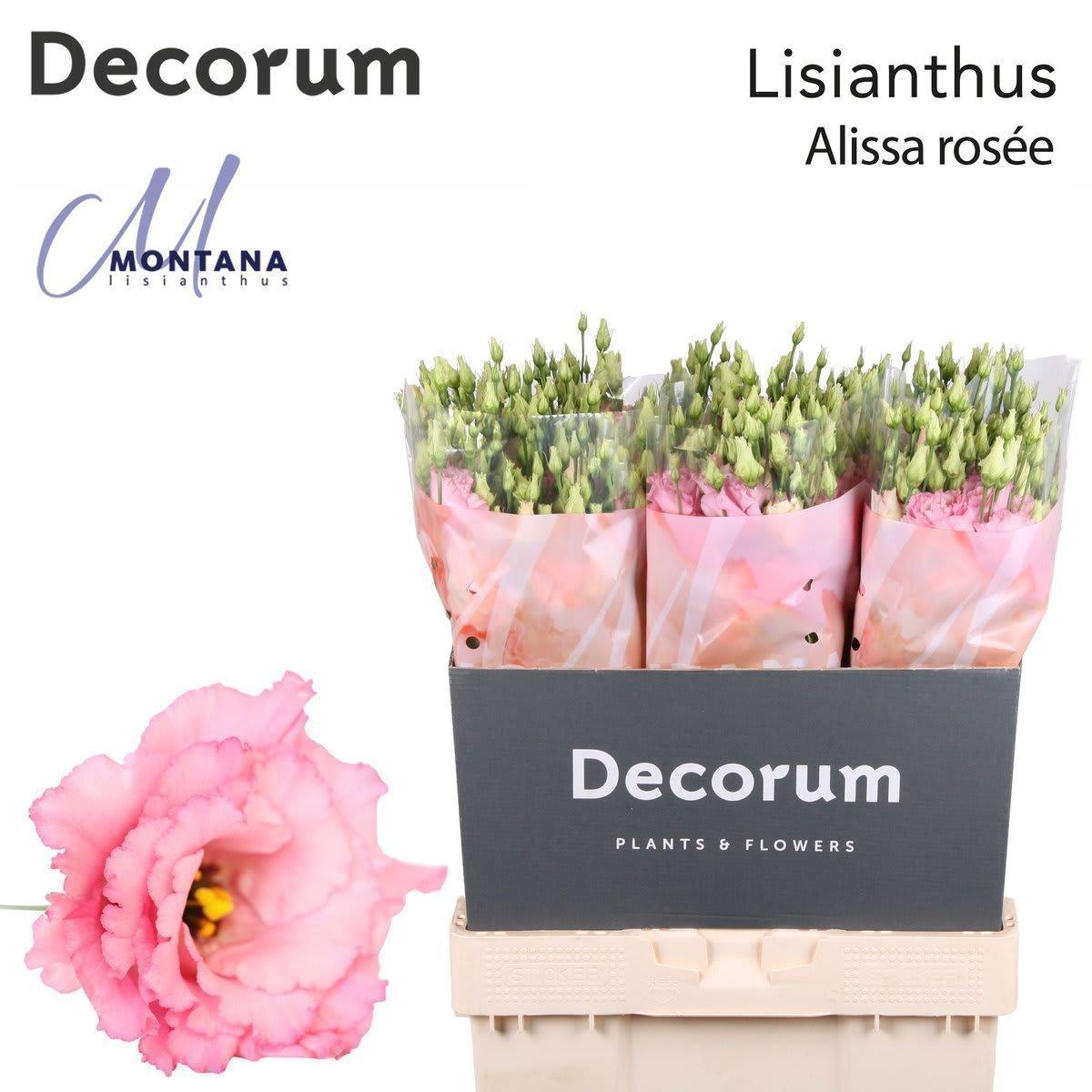 Срезанные цветы оптом Lisianthus do alissa rose pink от 60шт из Голландии с доставкой по России