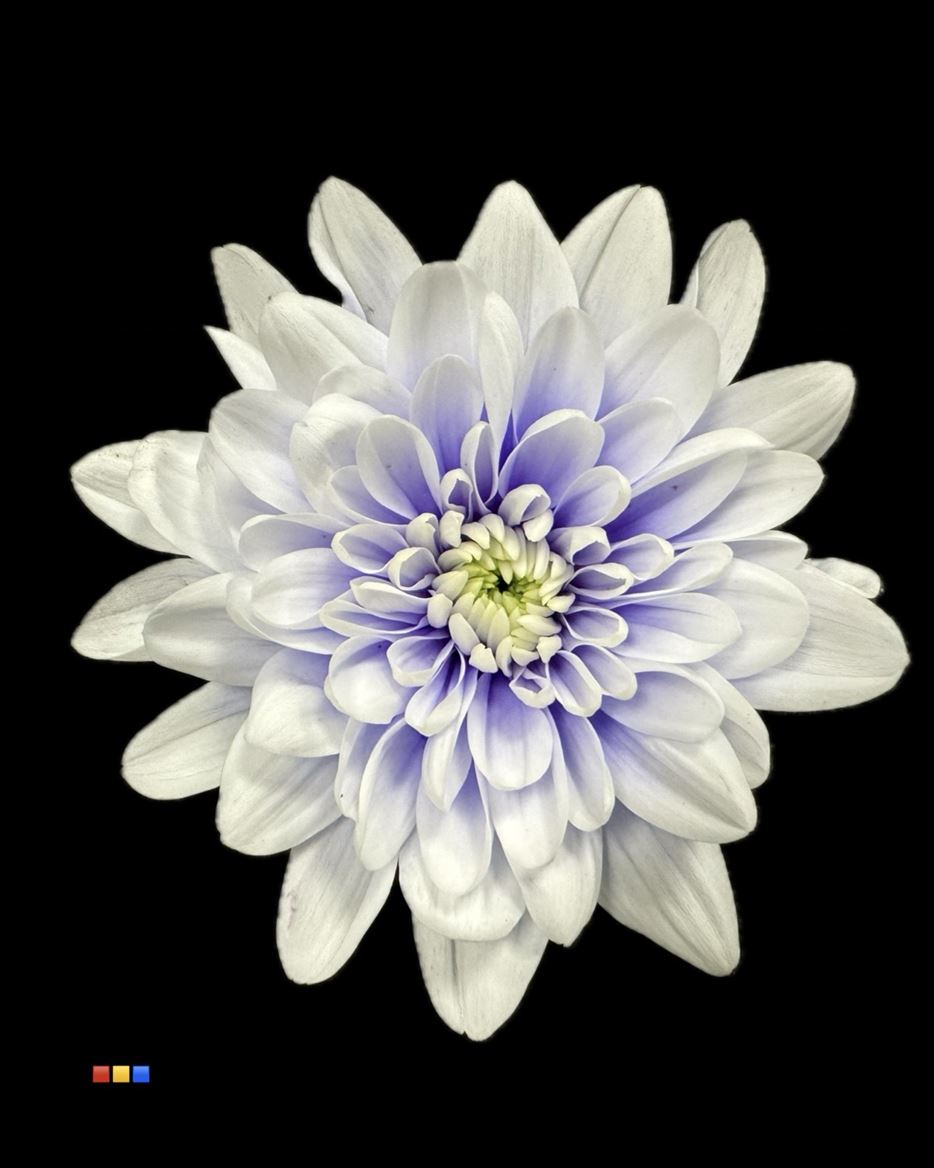 Срезанные цветы оптом Chrys sp paint baltica pastel lilac от 40шт из Голландии с доставкой по России