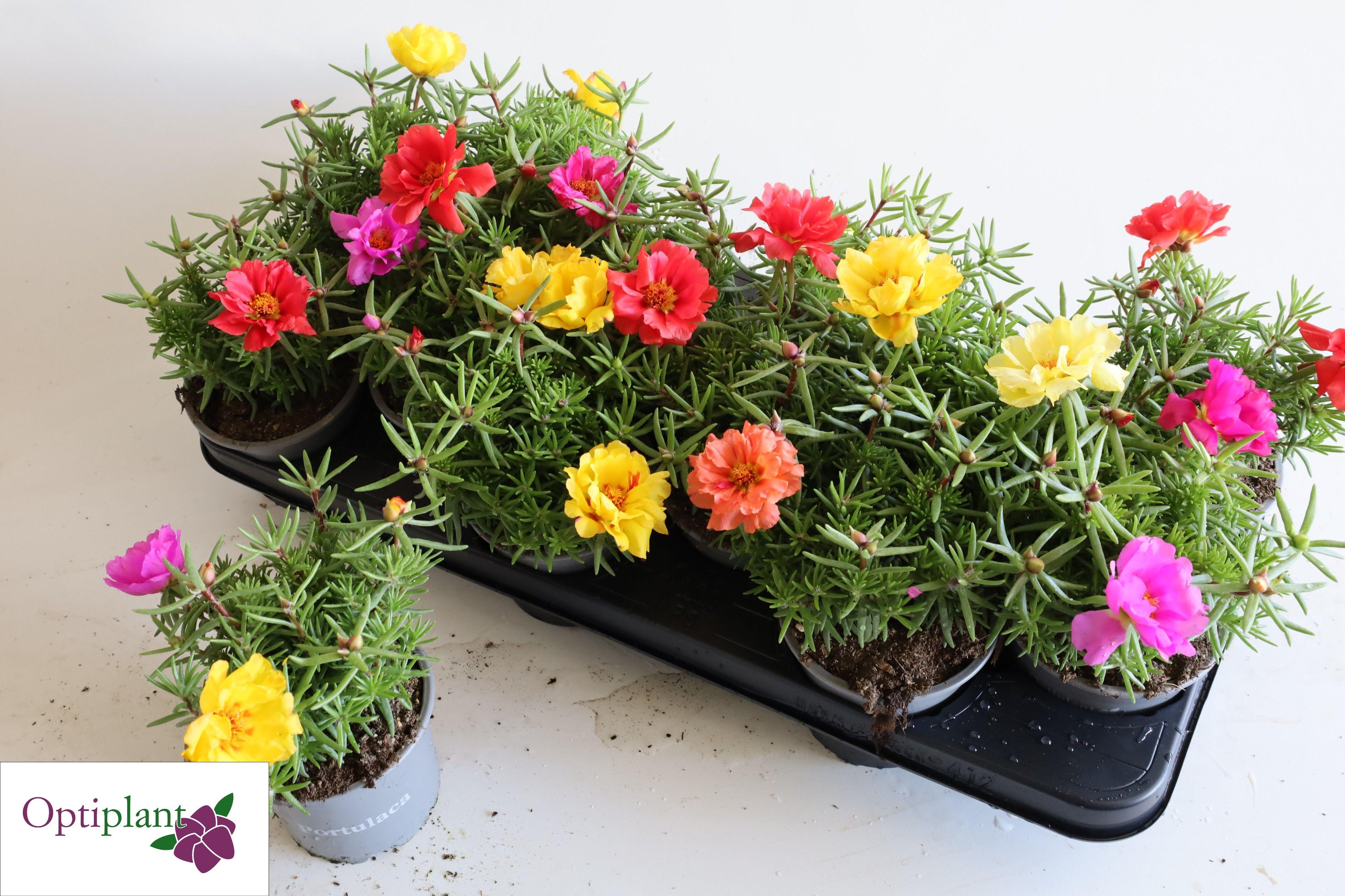 Горшечные цветы и растения оптом Portulaca от 12шт из Голландии с доставкой по России