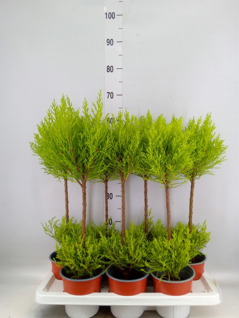 Горшечные цветы и растения оптом Cupressus Goldcrest Wilma от 7шт из Голландии с доставкой по России