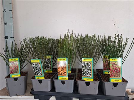 Горшечные цветы и растения оптом Cyti Pr Ov Outdoor от 8шт из Голландии с доставкой по России