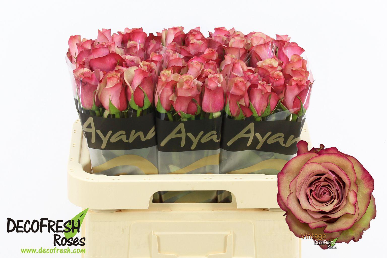 Срезанные цветы оптом Rosa large vintage от 60шт из Голландии с доставкой по России