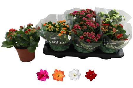 Горшечные цветы и растения оптом Kal Ros Mix от 6шт из Голландии с доставкой по России