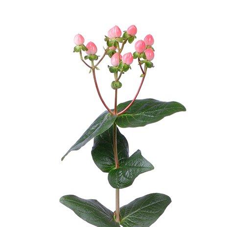 Срезанные цветы оптом Hypericum coco casino от 80шт из Голландии с доставкой по России