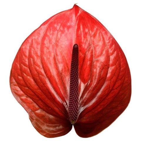 Срезанные цветы оптом Anthurium cantello от 6шт из Голландии с доставкой по России