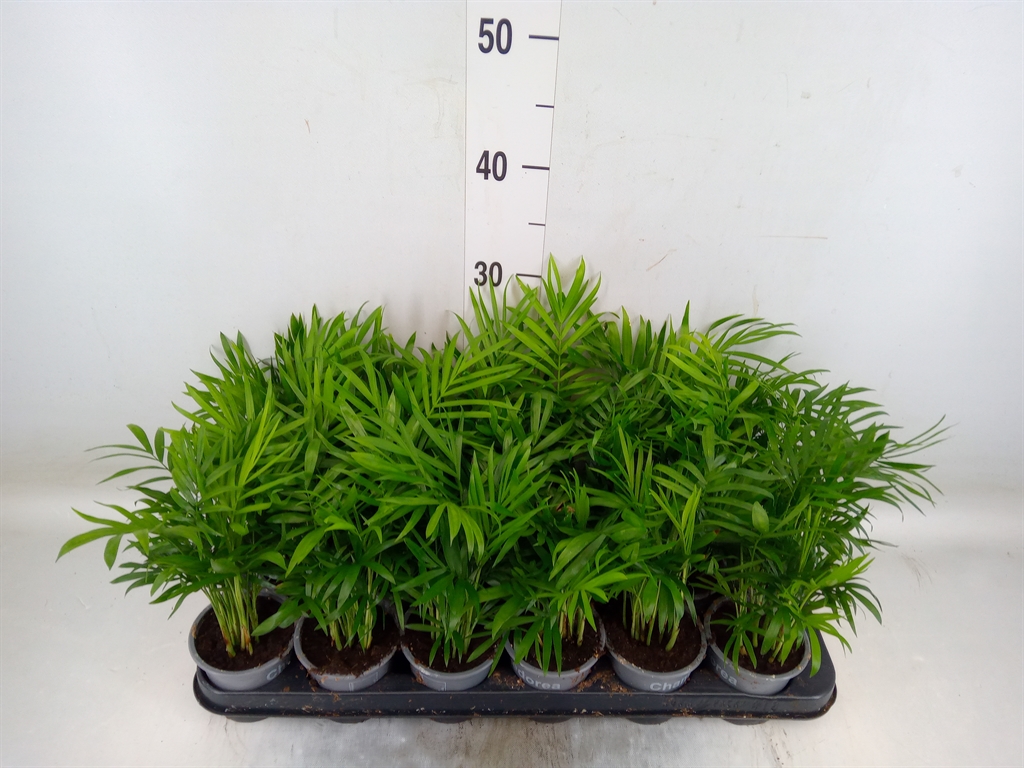 Горшечные цветы и растения оптом Chamaedorea Elegans от 18шт (для телеги) из Голландии с доставкой по России