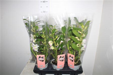 Горшечные цветы и растения оптом Dendr N S Dr Pandora 2 Branches от 6шт из Голландии с доставкой по России