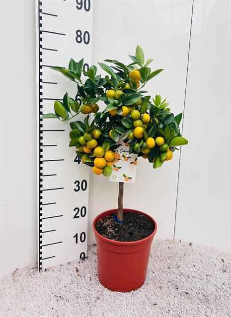 Горшечные цветы и растения оптом Citrus Microcarpa от 1шт из Голландии с доставкой по России