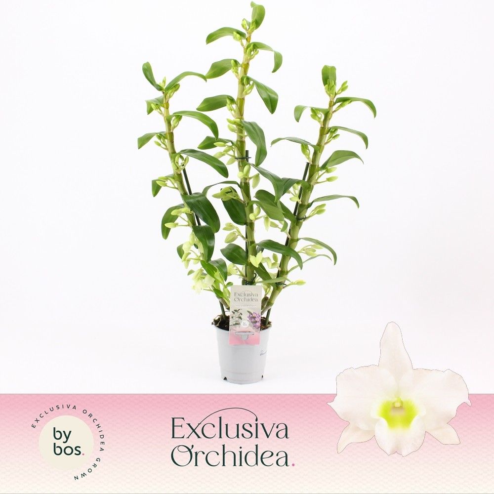 Горшечные цветы и растения оптом Dendr Nob 3st Apollon Exclusiva Orchidea от 6шт из Голландии с доставкой по России
