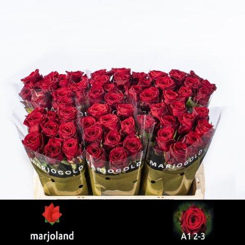 Срезанные цветы оптом Rosa large red naomi! от 60шт.. из Голландии с доставкой по России