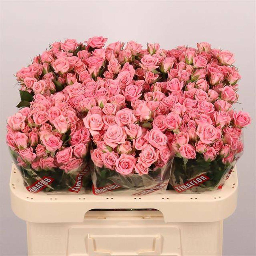 Срезанные цветы оптом Rosa spray odilia от 80шт. из Голландии с доставкой по России