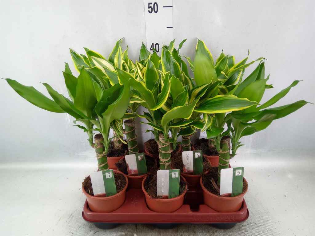 Горшечные цветы и растения оптом Dracaena Frag.   ...mix 3 от 8шт из Голландии с доставкой по России