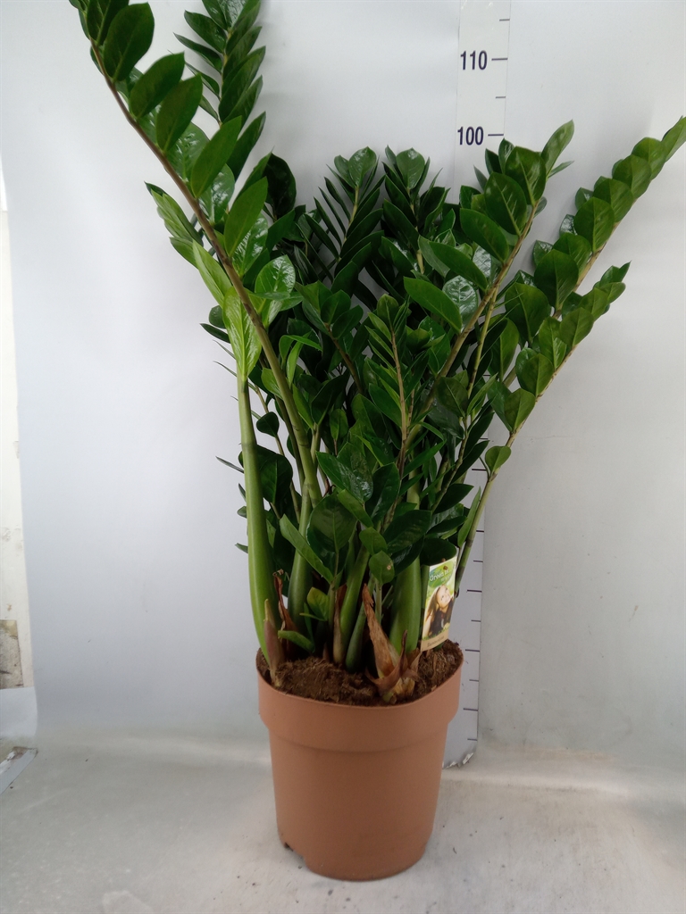 Горшечные цветы и растения оптом Zamioculcas Zamiifolia от 1шт из Голландии с доставкой по России