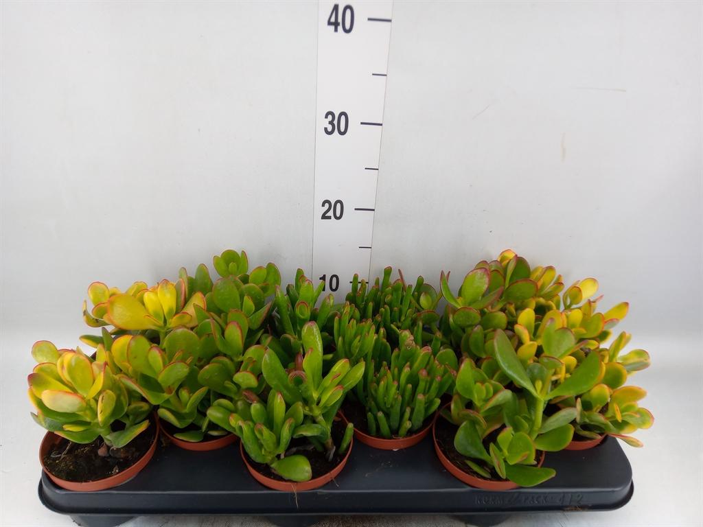 Горшечные цветы и растения оптом Crassula   ...mix от 12шт из Голландии с доставкой по России