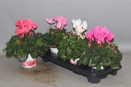 Горшечные цветы и растения оптом Cyclamen Super Xl Mix от 3шт (для телеги) из Голландии с доставкой по России