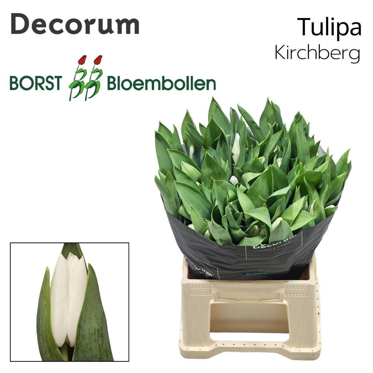 Срезанные цветы оптом Tulipa si kirchberg от 150шт из Голландии с доставкой по России