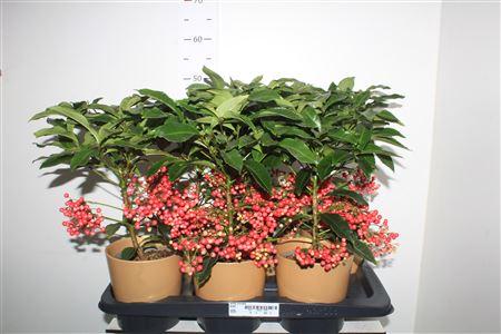 Горшечные цветы и растения оптом ** Ardis Crenata Gold Pot * Winter Promo от 6шт из Голландии с доставкой по России