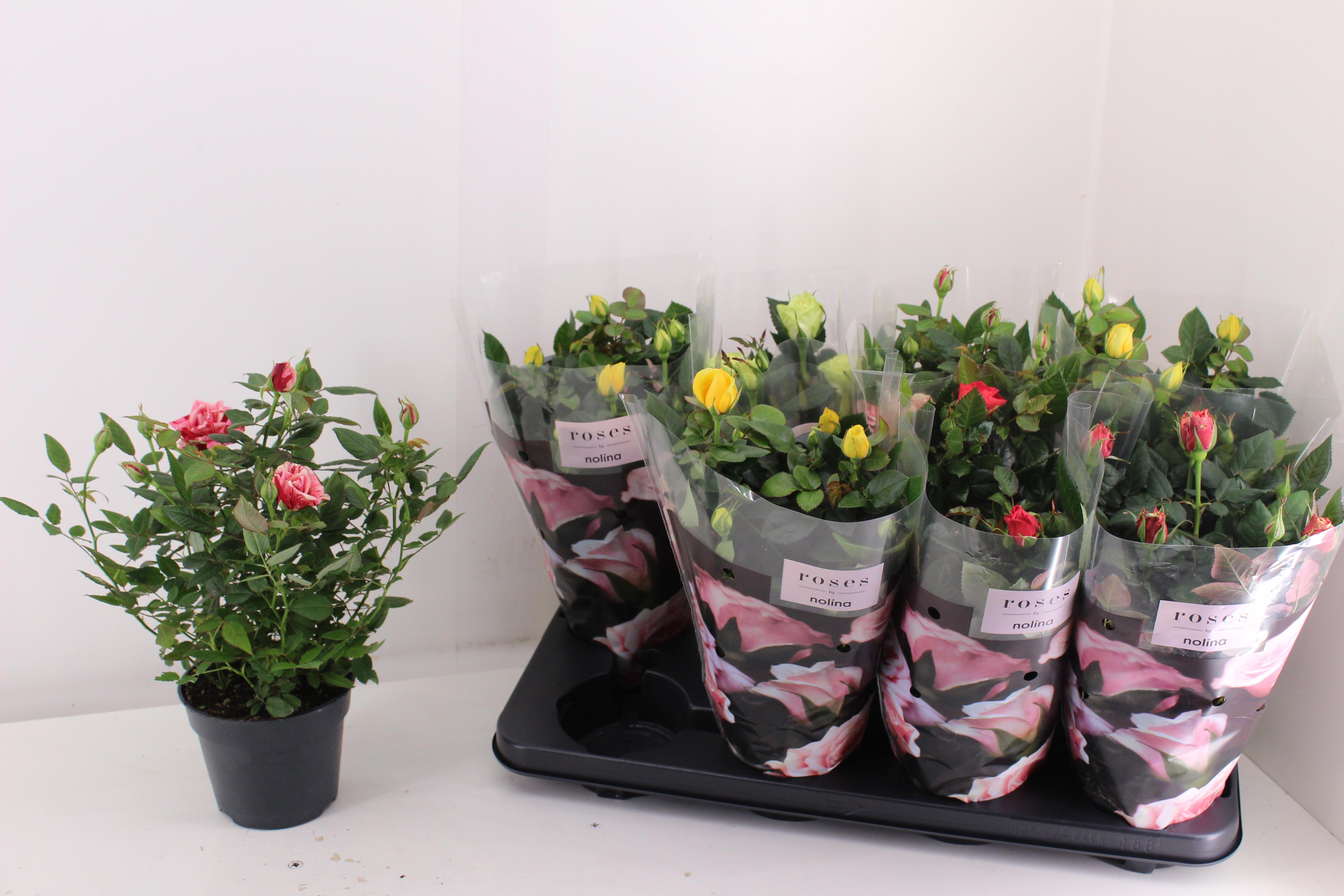 Горшечные цветы и растения оптом Rosa Patio Mix Clock от 8шт из Голландии с доставкой по России