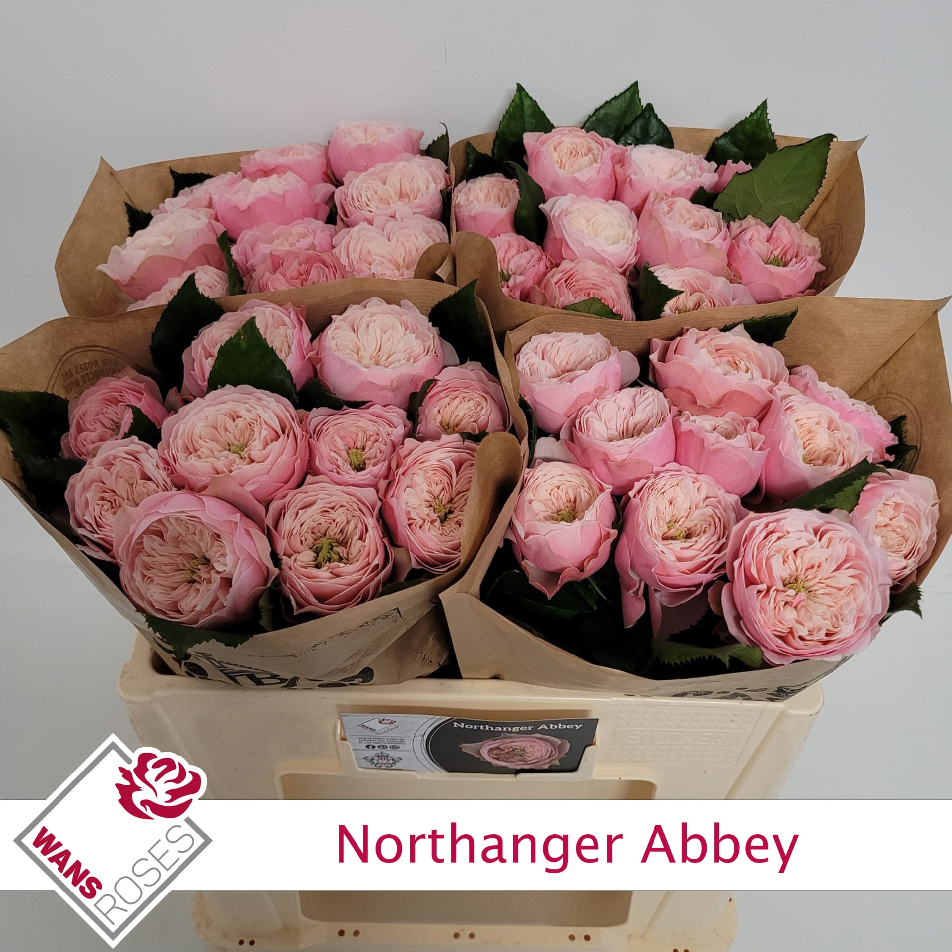 Срезанные цветы оптом Rosa garden northanger abbey от 40шт из Голландии с доставкой по России
