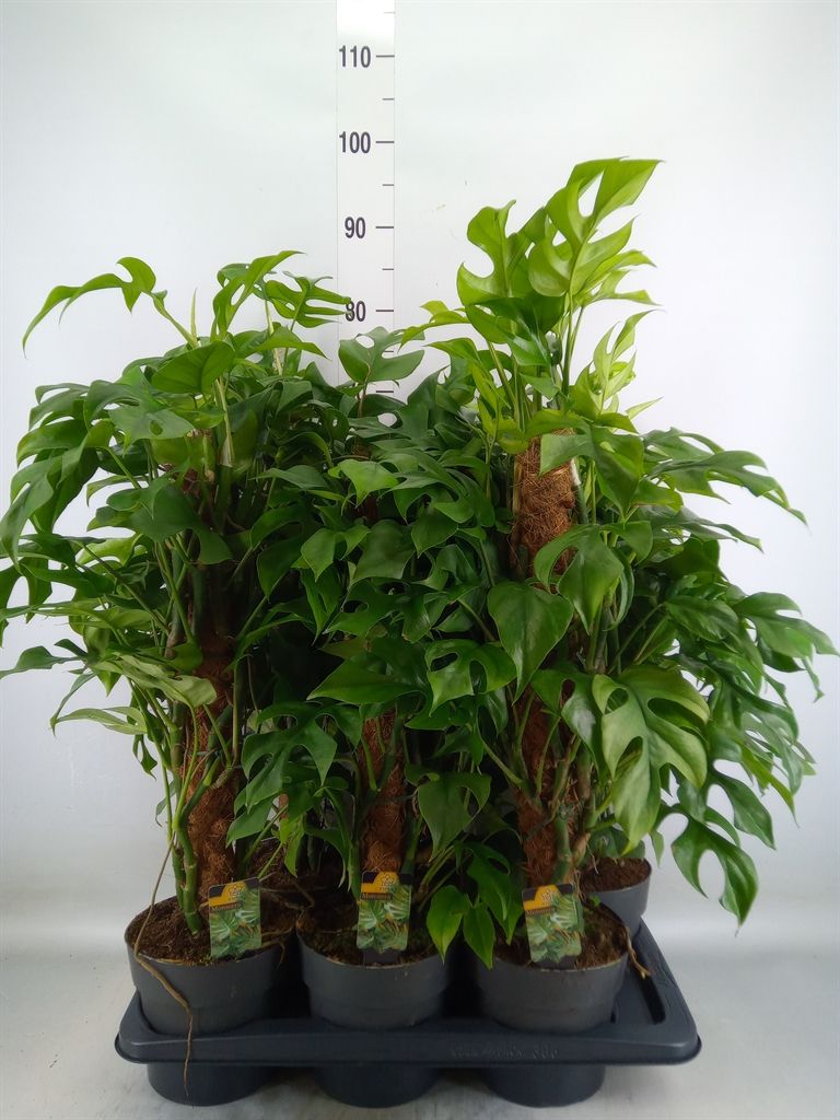 Горшечные цветы и растения оптом Philodendron   ... от 6шт из Голландии с доставкой по России