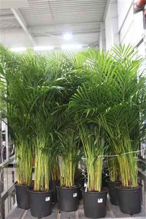 Горшечные цветы и растения оптом Dypsis Lutescens 25pp от 1шт из Голландии с доставкой по России