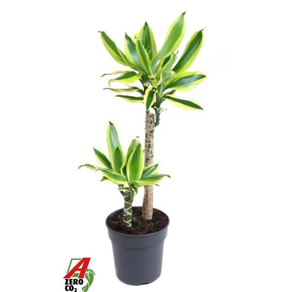 Горшечные цветы и растения оптом Dracaena Lemon Dream 45-15 от 1шт из Голландии с доставкой по России