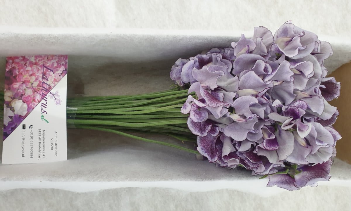 Срезанные цветы оптом Lathyrus wedding blue от 30шт. из Голландии с доставкой по России