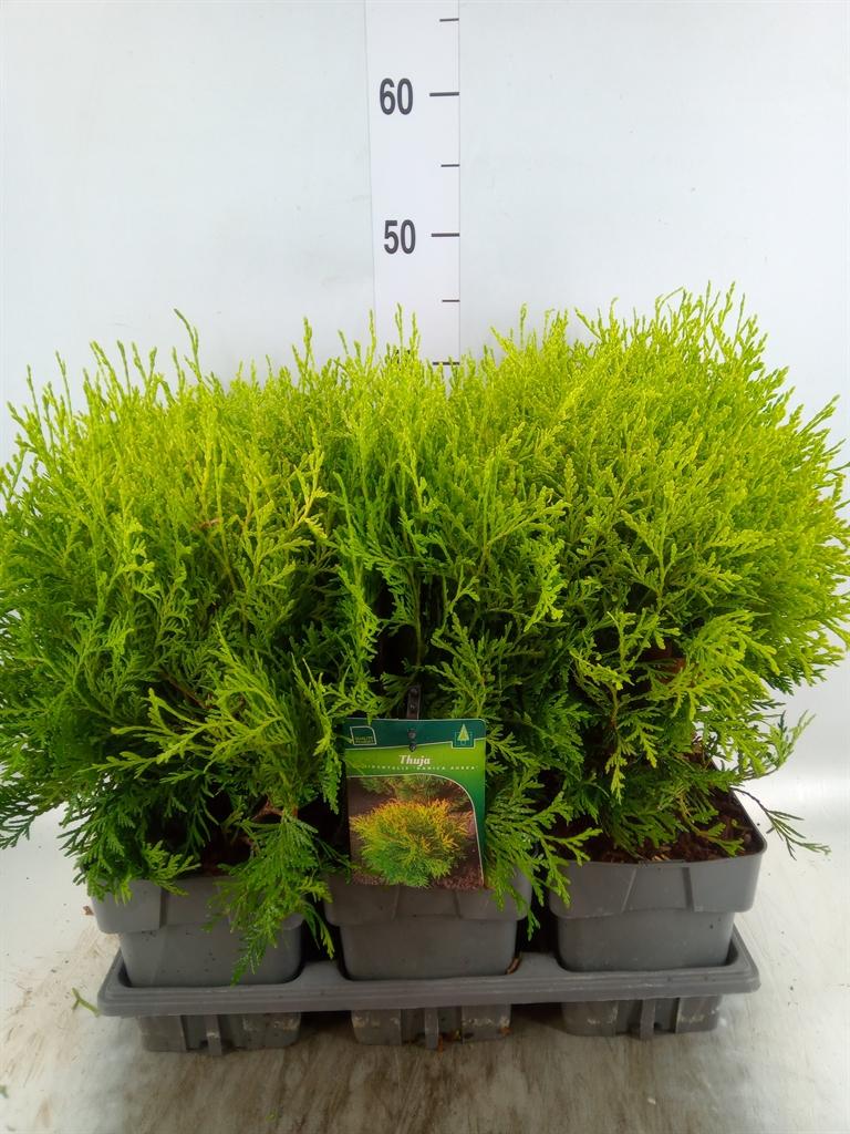 Горшечные цветы и растения оптом Thuja Occid. от 6шт из Голландии с доставкой по России