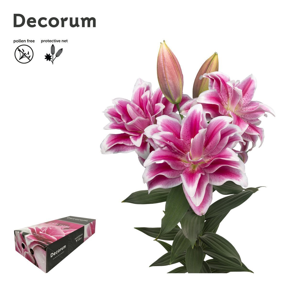 Срезанные цветы оптом Lilium or dbl roselily olympia от 30шт. из Голландии с доставкой по России