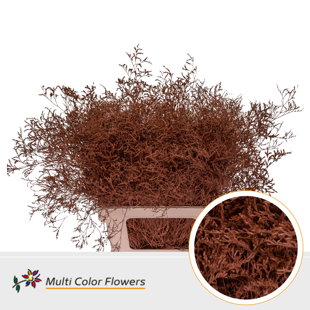 Срезанные цветы оптом Limonium beltlaard paint brown от 25шт из Голландии с доставкой по России