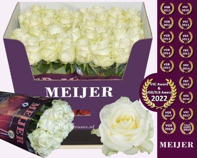 Срезанные цветы оптом Rosa large avalanche+ Meijer от 50шт из Голландии с доставкой по России