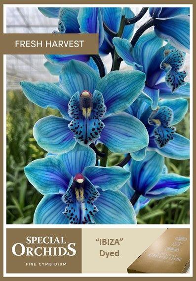 Срезанные цветы оптом Cymbidium stem от 16шт............... из Голландии с доставкой по России