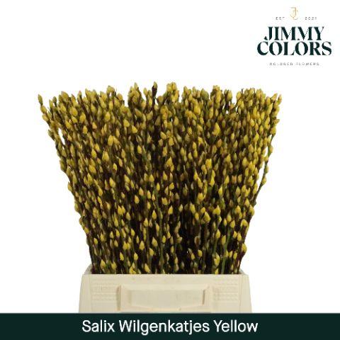 Срезанные цветы оптом Salix paint pussy willow yellow от 300шт из Голландии с доставкой по России