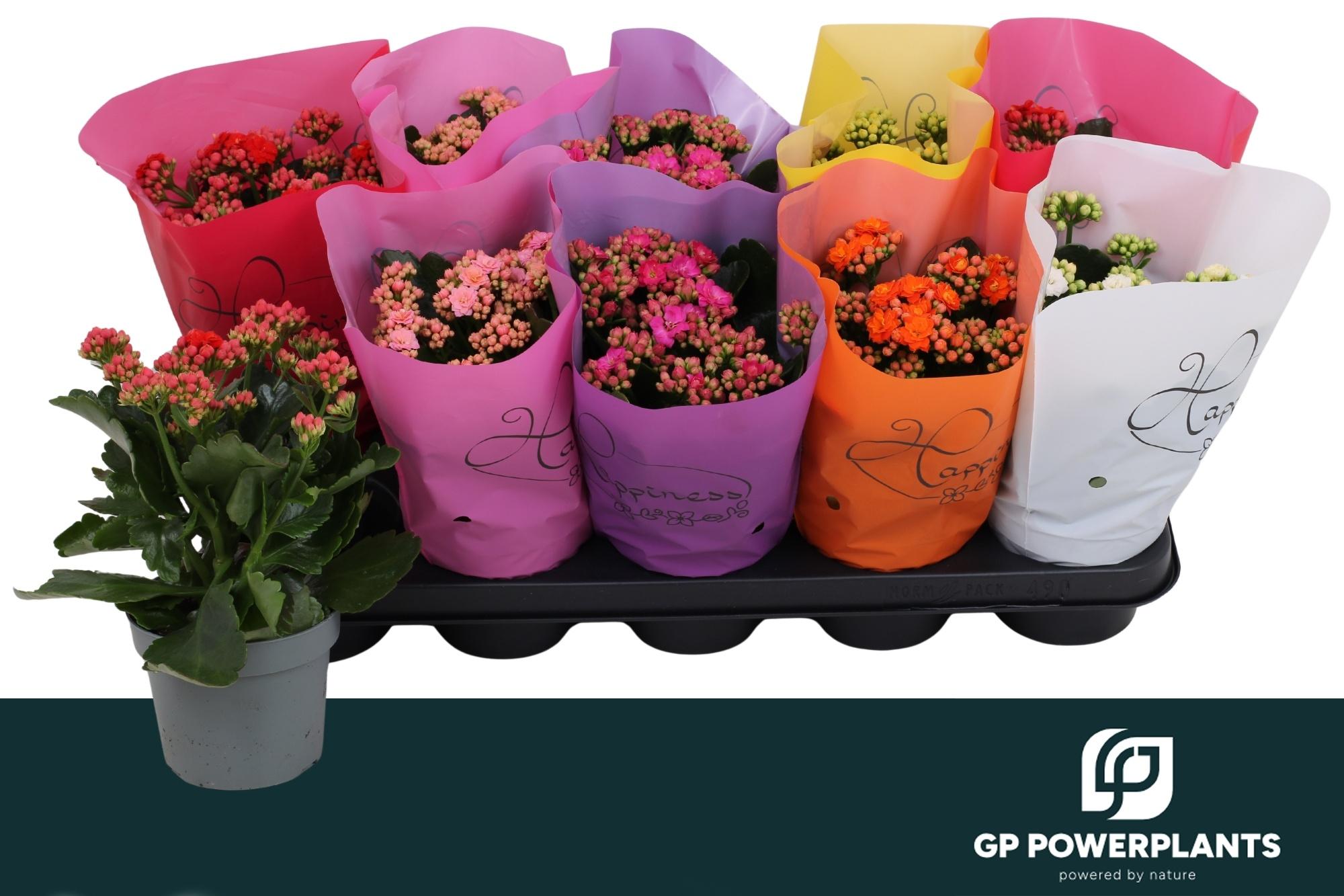 Горшечные цветы и растения оптом Kal Ge Perf Gem 6 Kl от 10шт из Голландии с доставкой по России