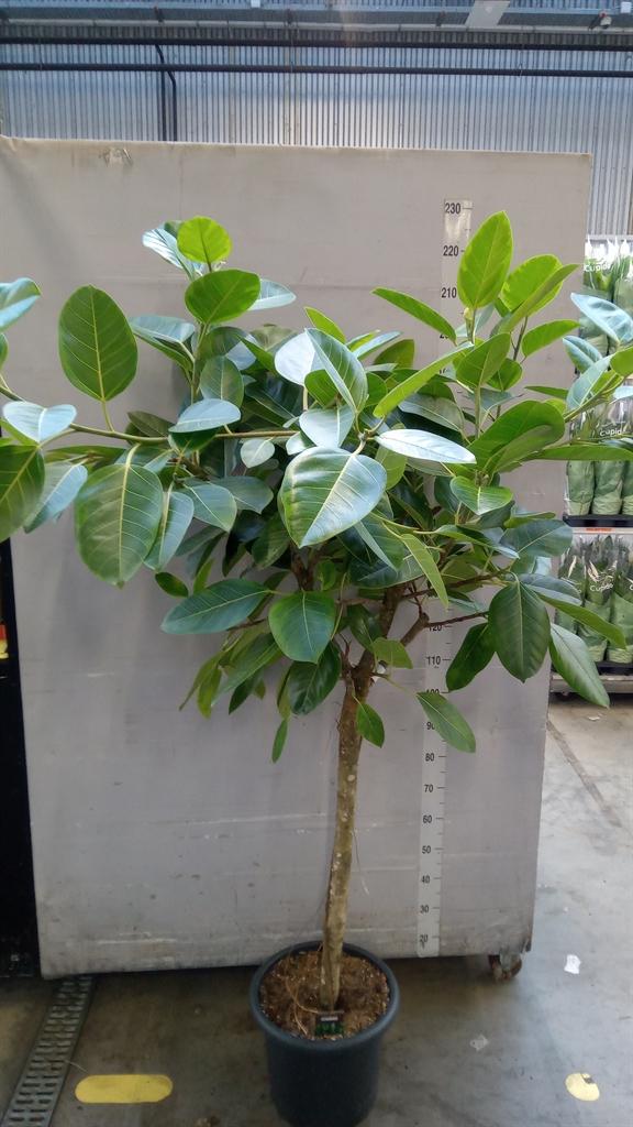 Горшечные цветы и растения оптом Ficus Benghalensis от 1шт из Голландии с доставкой по России