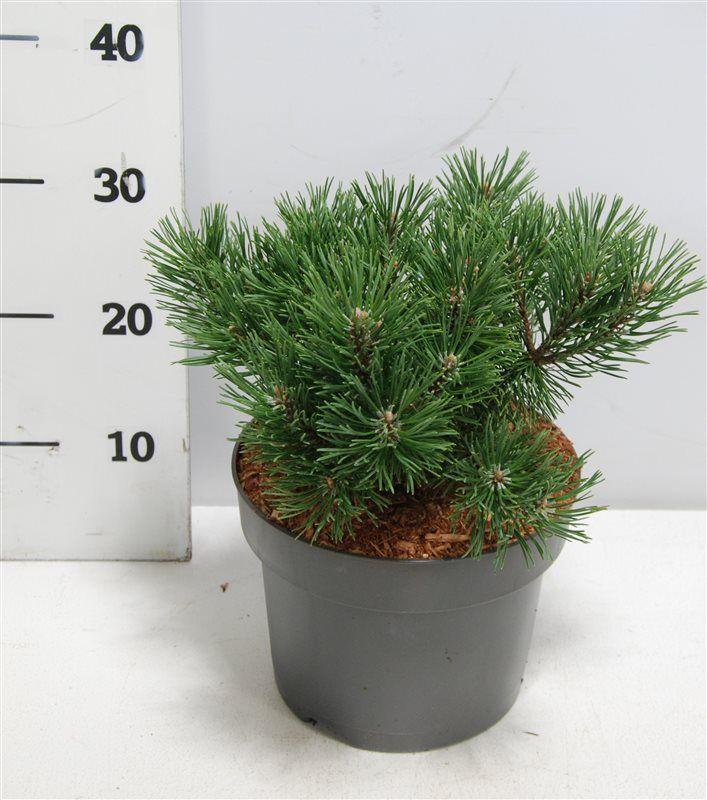 Горшечные цветы и растения оптом Pinus Mugo Mops от 1шт из Голландии с доставкой по России