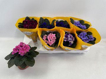 Горшечные цветы и растения оптом Saintp Gem от 8шт (для телеги) из Голландии с доставкой по России