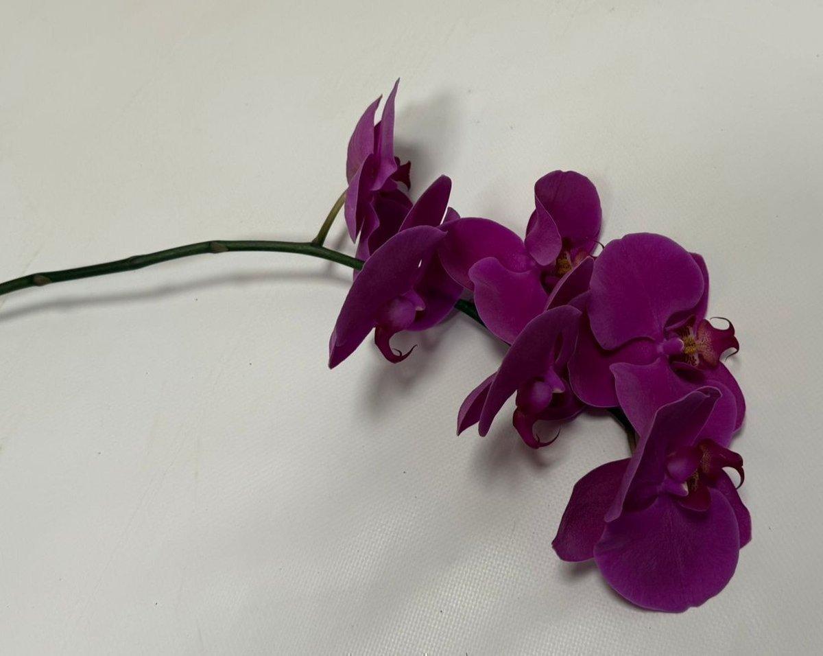 Срезанные цветы оптом Phalaenopsis chiangmai (per stem) от 24шт. из Голландии с доставкой по России