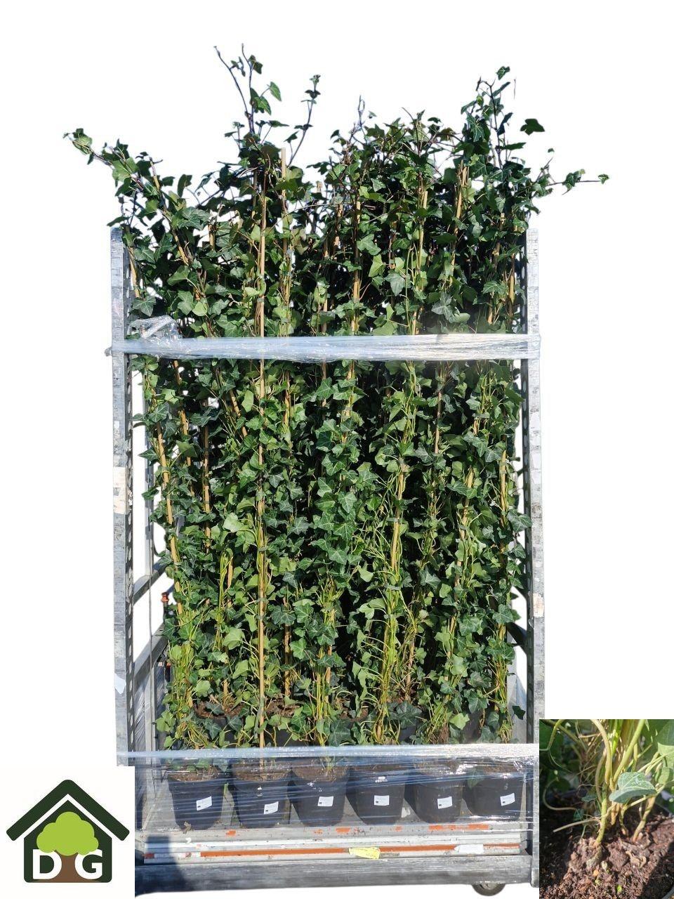 Горшечные цветы и растения оптом Hede Hibernica от 1шт из Голландии с доставкой по России