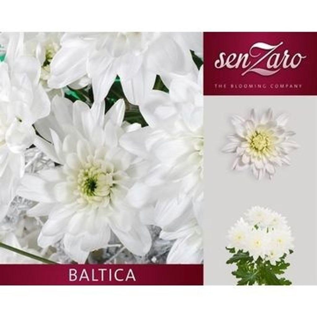 Срезанные цветы оптом Chrys sp baltica от 160шт из Голландии с доставкой по России