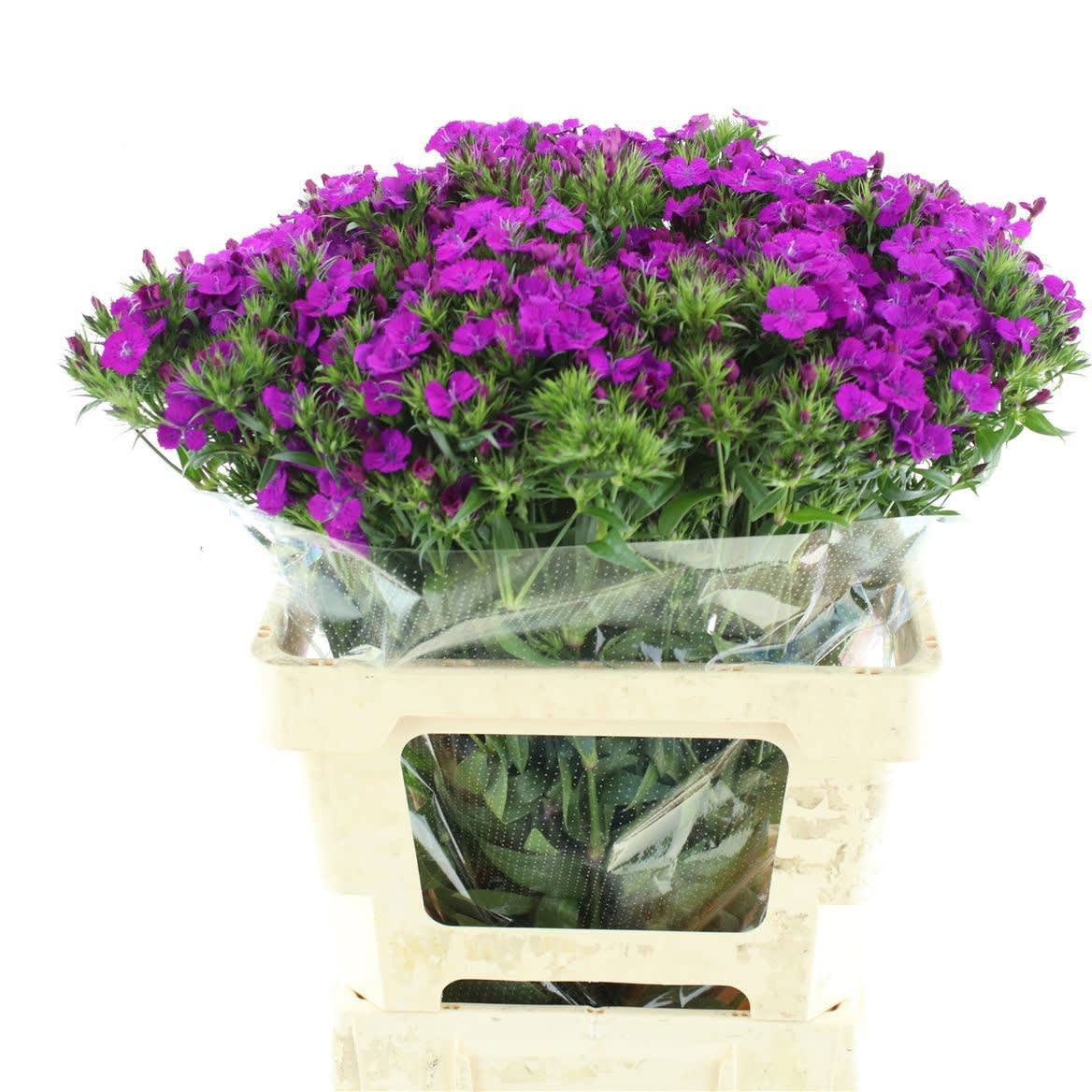 Срезанные цветы оптом Dianthus br amazon neon purple от 50шт из Голландии с доставкой по России