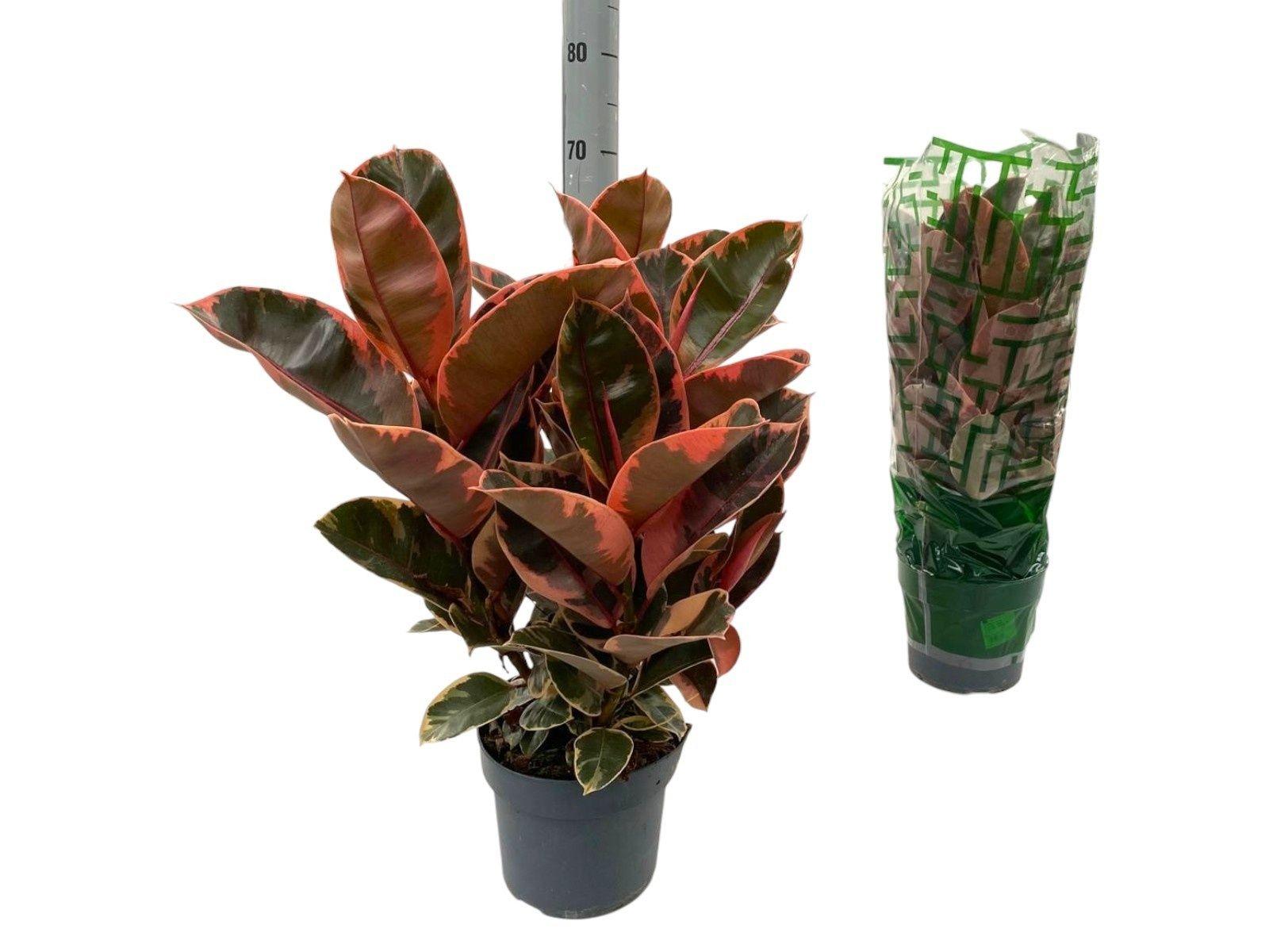 Горшечные цветы и растения оптом Fic El Belize от 1шт из Голландии с доставкой по России