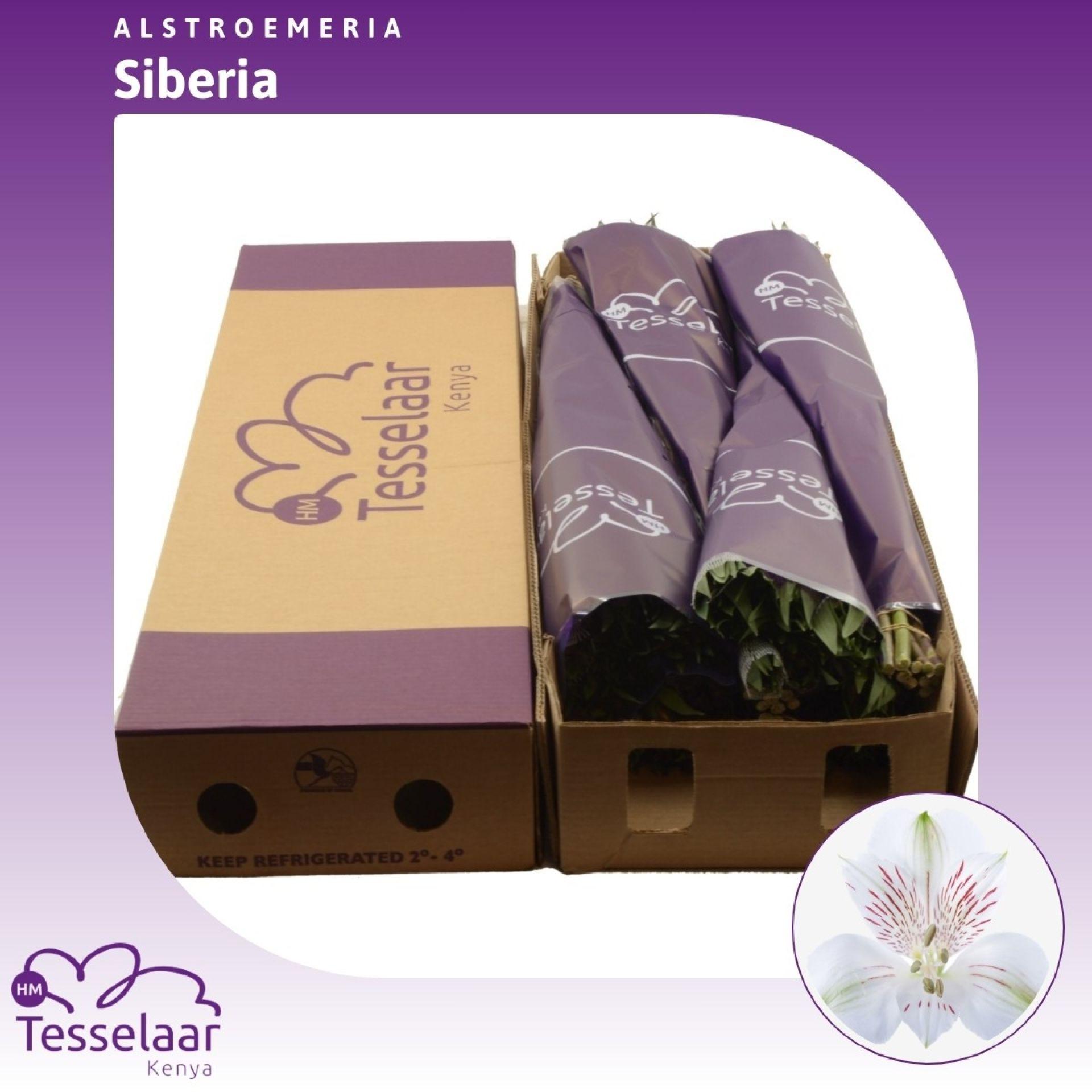 Срезанные цветы оптом Alstroemeria siberia от 120шт из Голландии с доставкой по России
