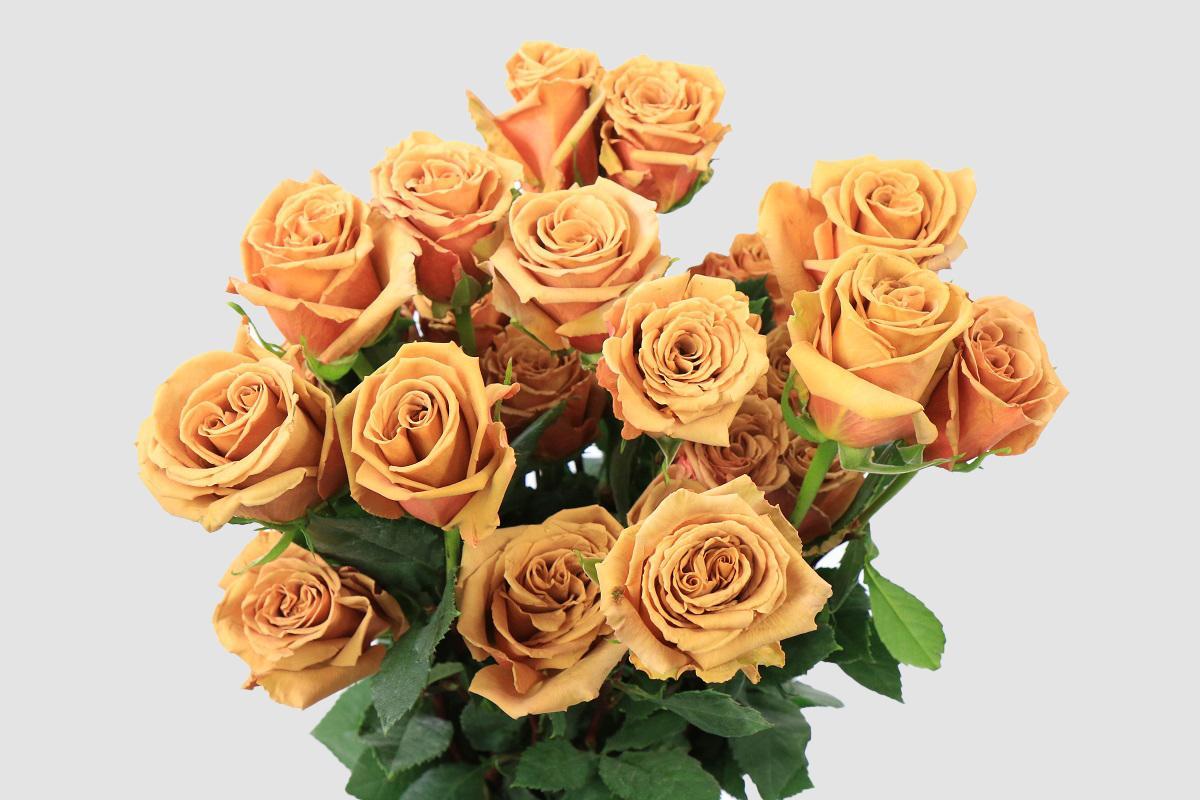 Срезанные цветы оптом Rosa ec toffee от 150шт из Голландии с доставкой по России