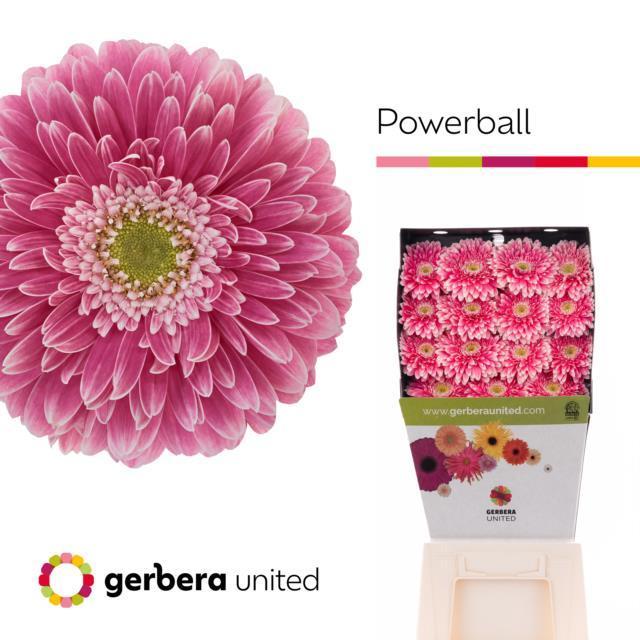 Срезанные цветы оптом Gerbera diamond gerponi power ball от 45шт из Голландии с доставкой по России