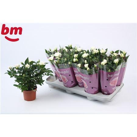 Горшечные цветы и растения оптом Rosa Jewel Wit от 12шт из Голландии с доставкой по России