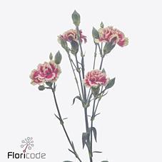 Срезанные цветы оптом Dianthus sp spring+ от 100шт из Голландии с доставкой по России